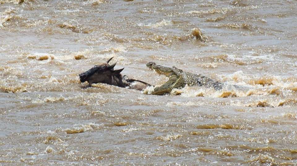 The Great Migration - 8 Days - Hope Adventures Safaris - Tanzania - Image 6