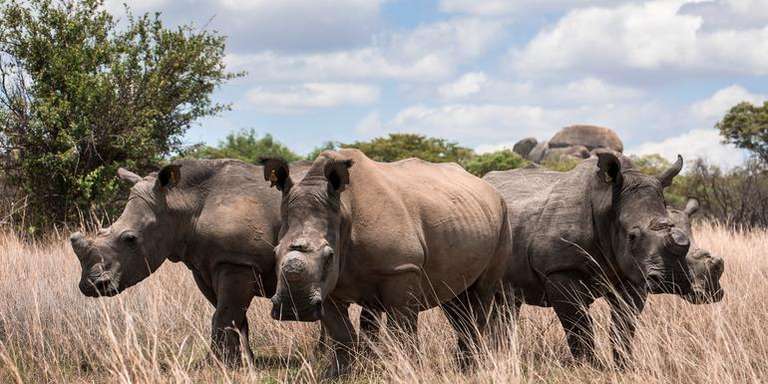 Journeys: The Great Southern Africa Safari - April 2027