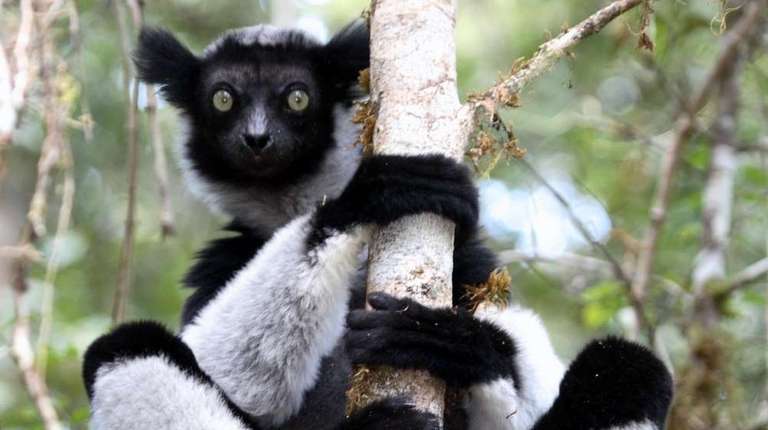 The Green East of Madagascar trip - alternative tour available