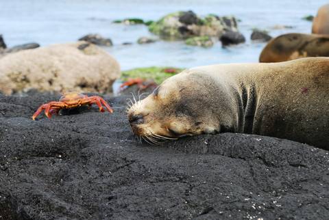 The Heart Of The Galapagos: Santa Cruz Adventure - November 2026