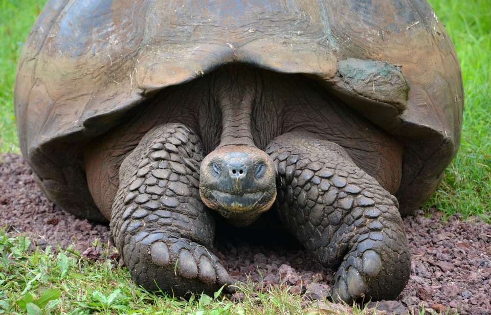 The Heart of the Galapagos: Santa Cruz Adventure - Bamba - Ecuador - Image 2