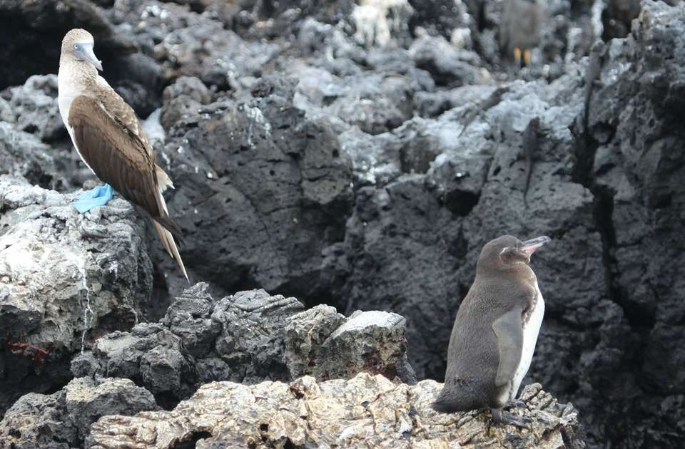 The Heart of the Galapagos: Santa Cruz Adventure - Bamba - Ecuador - Image 3