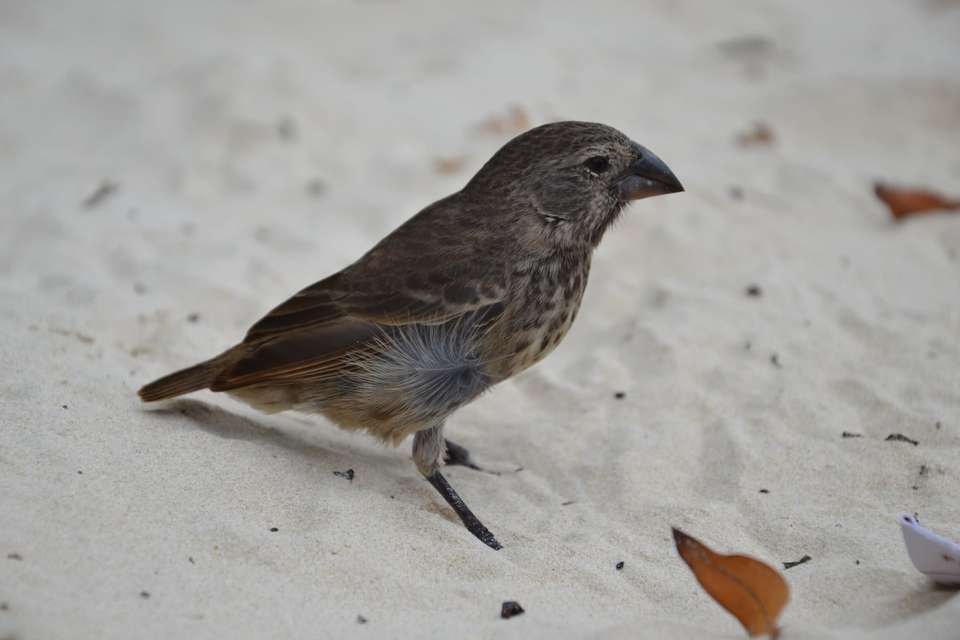 The Heart of the Galapagos: Santa Cruz Adventure - Bamba - Ecuador - Image 4