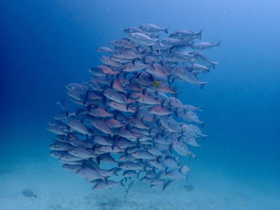 The Heart of the Galapagos: Santa Cruz Adventure - Bamba - Ecuador - Image 5
