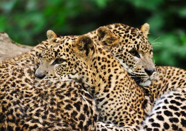 The Local Way - Sri Lanka trip - alternative tour available