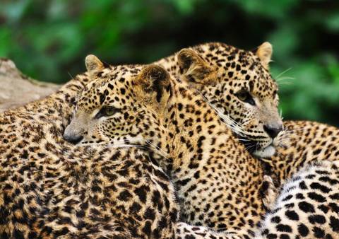 Sri Lanka Travel Deals: The Local Way - Sri Lanka
