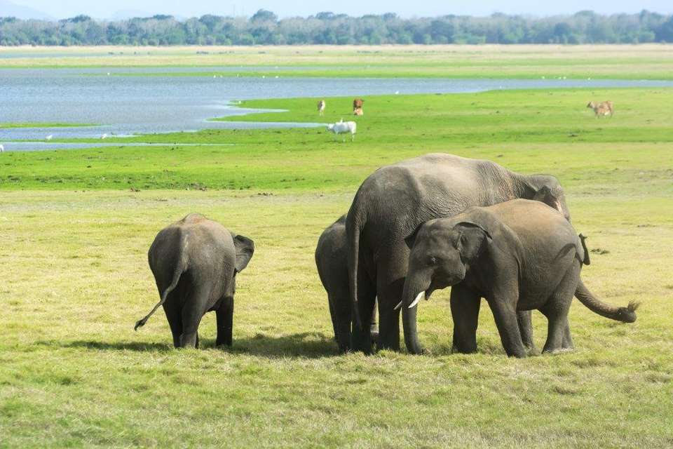 The Local Way Of Sri Lanka, Private Tour - Destination Services - Sri Lanka - Image 2