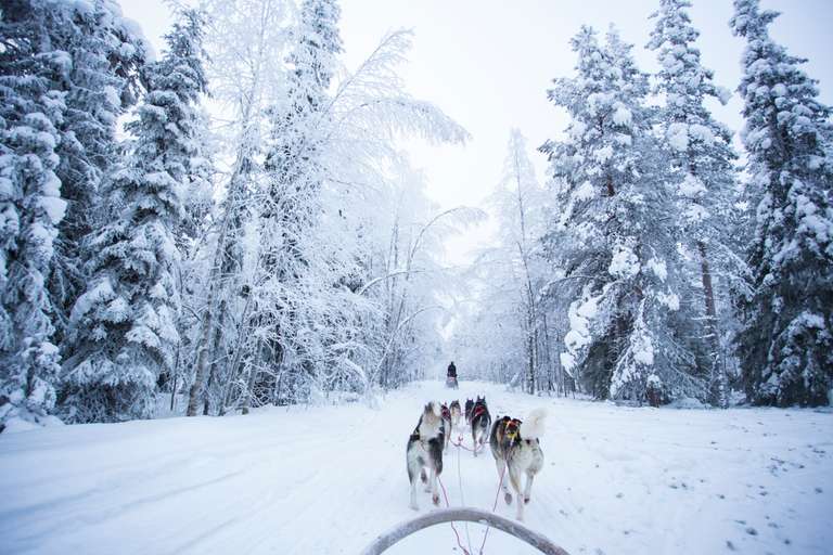 The Northern Lights of Finland  trip - alternative tour available