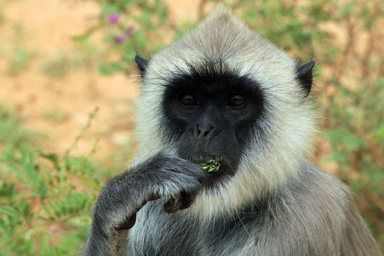 The Pick Of Sri Lanka trip - alternative tour available