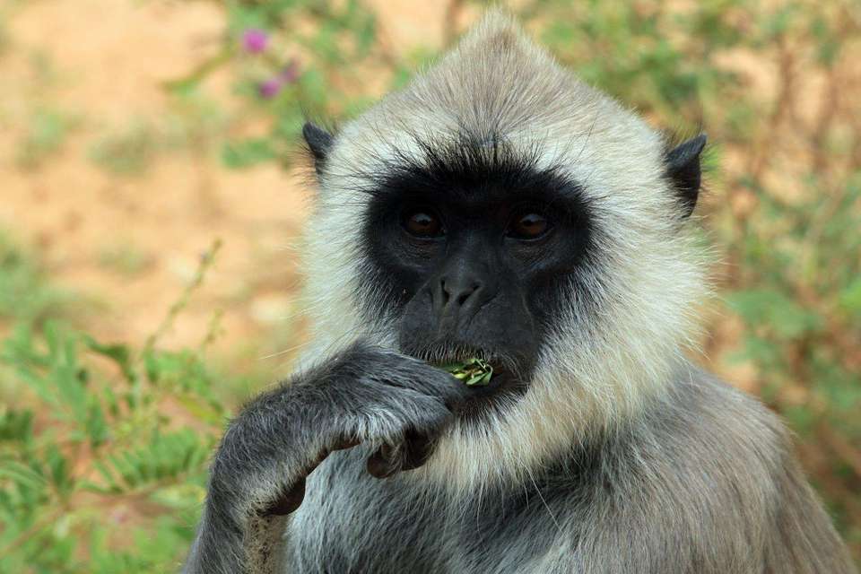 The Pick Of Sri Lanka - Destination Services - Sri Lanka