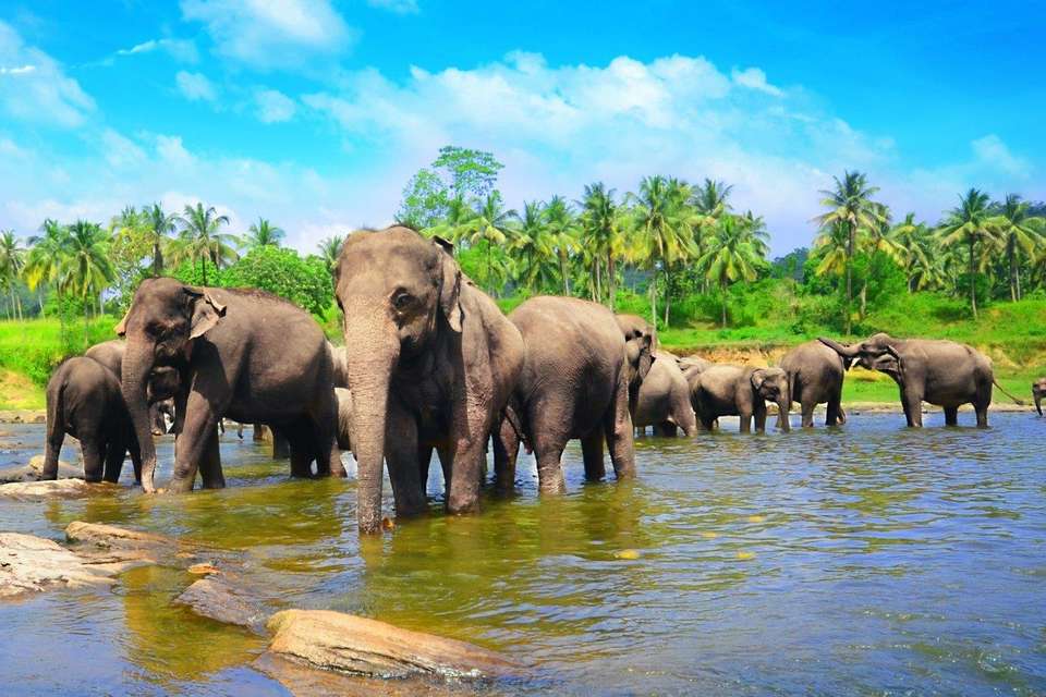 The Pick Of Sri Lanka - Destination Services - Sri Lanka
