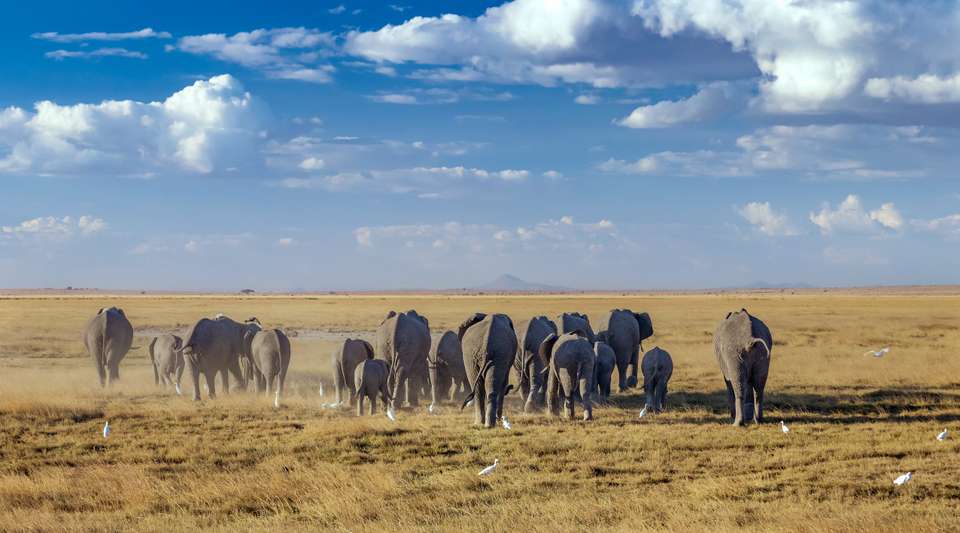 The Plains of Africa Kenya Wildlife Safari - Collette Tours - Kenya - Image 2