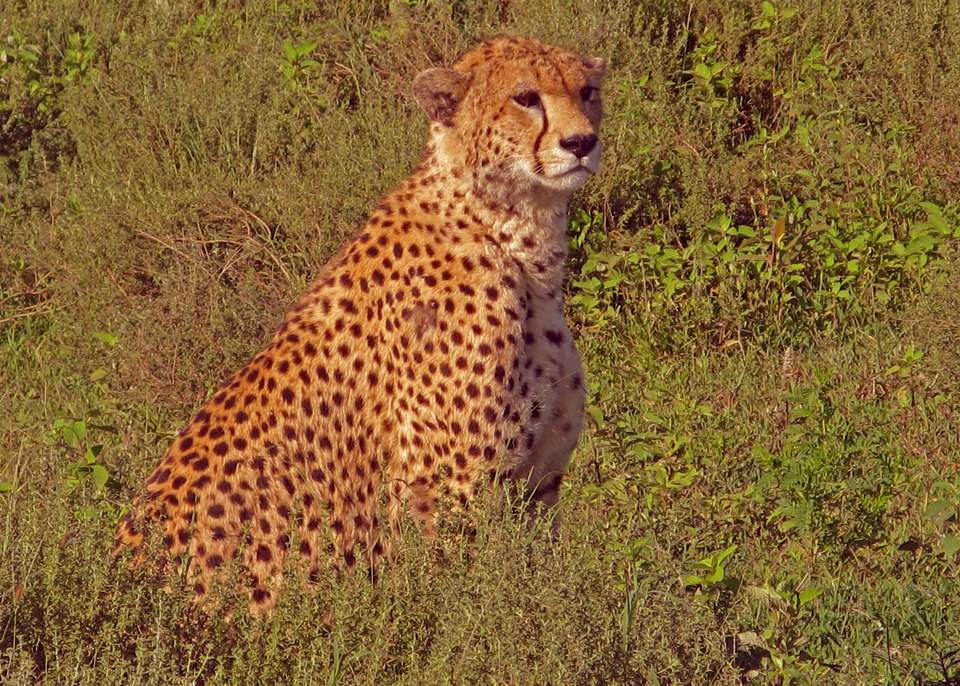 The Plains of Africa Kenya Wildlife Safari - Collette Tours - Kenya - Image 3