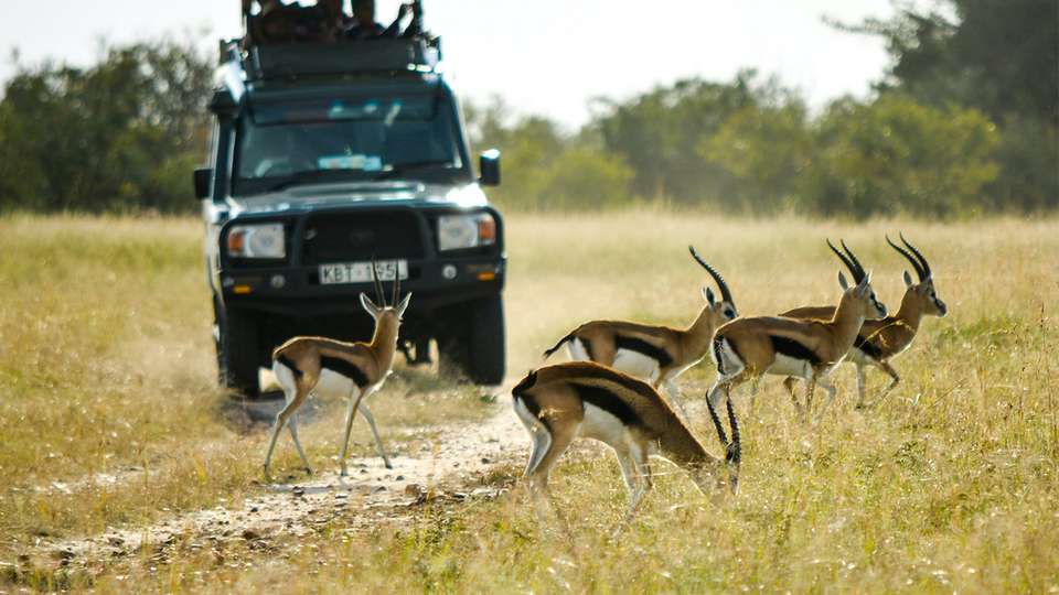 The Plains of Africa Kenya Wildlife Safari - Collette Tours - Kenya - Image 4