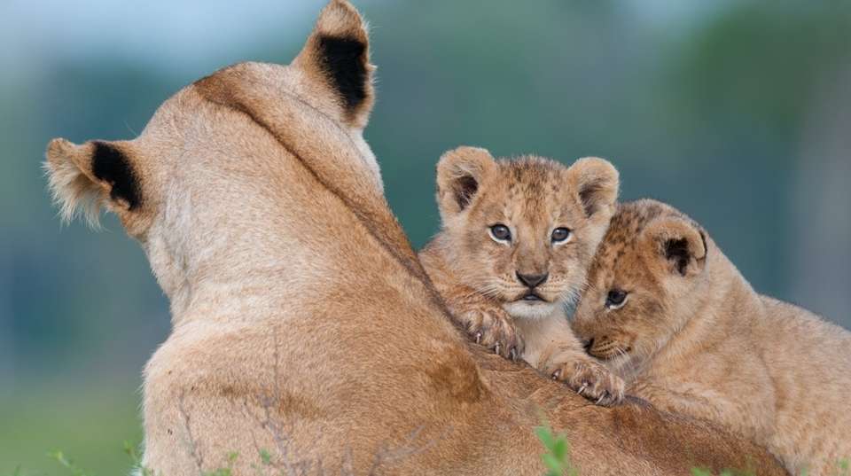Serengeti Great Migration Season - July to Oct | 6 Days  - Expect In Africa Safari - Tanzania - Image 3