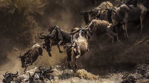 Migration Tracking In Serengeti | 6 Days - 6 Days