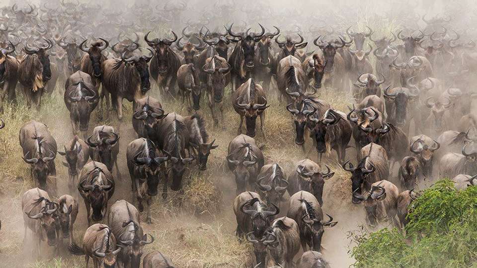Serengeti Great Migration Season - July to Oct | 6 Days  - Expect In Africa Safari - Tanzania - Image 4