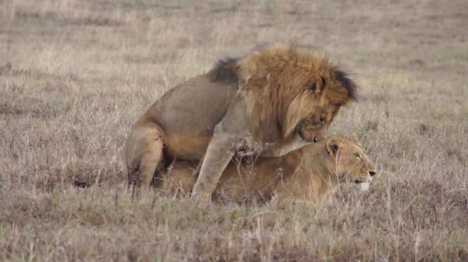 Serengeti Great Migration Season - July to Oct | 6 Days  - Expect In Africa Safari - Tanzania - Image 5