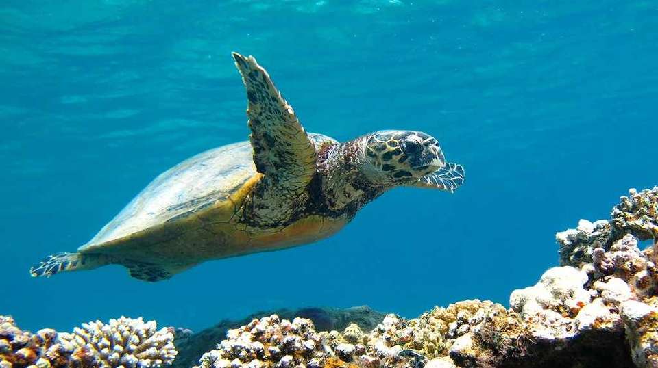 White Island & Ras Mohammed Boat Trip - Sharm Wonders - Egypt - Image 3