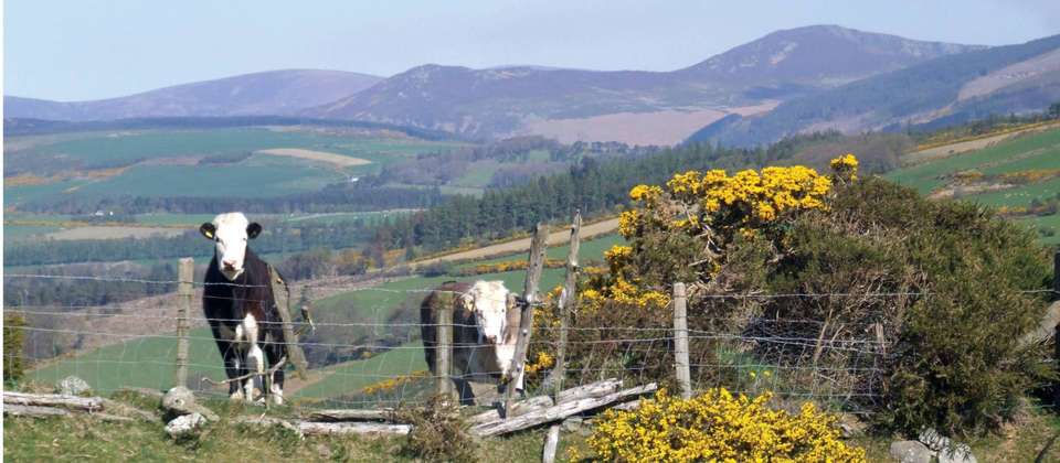 The Wicklow Way - 9 Days - Walkers' Britain - Ireland - Image 7