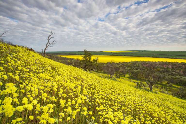 Australia Senior Travelers Tours: The Wildflower Wanderer