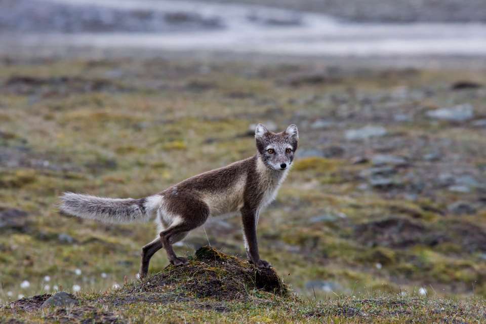 Three Arctic Islands: Iceland, Greenland, Spitsbergen - Exodus Adventure Travels - Finland - Image 5
