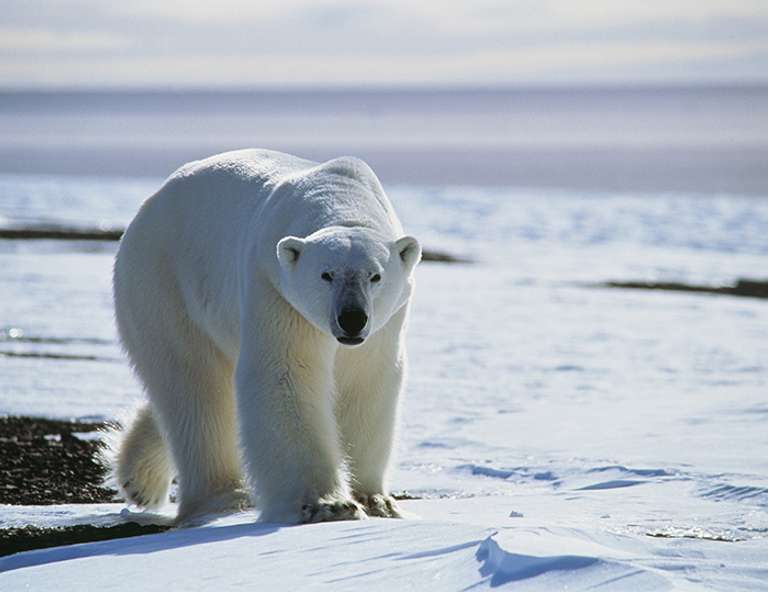 Three Arctic Islands: Spitsbergen, Greenland and Iceland (Southbound) - 15 days