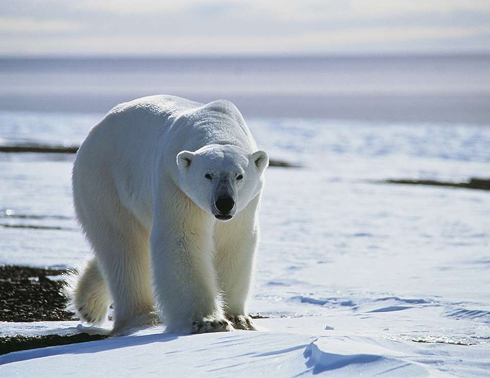 Three Arctic Islands: Spitsbergen, Greenland and Iceland (Southbound) - Intrepid Travel - Finland - Image 1