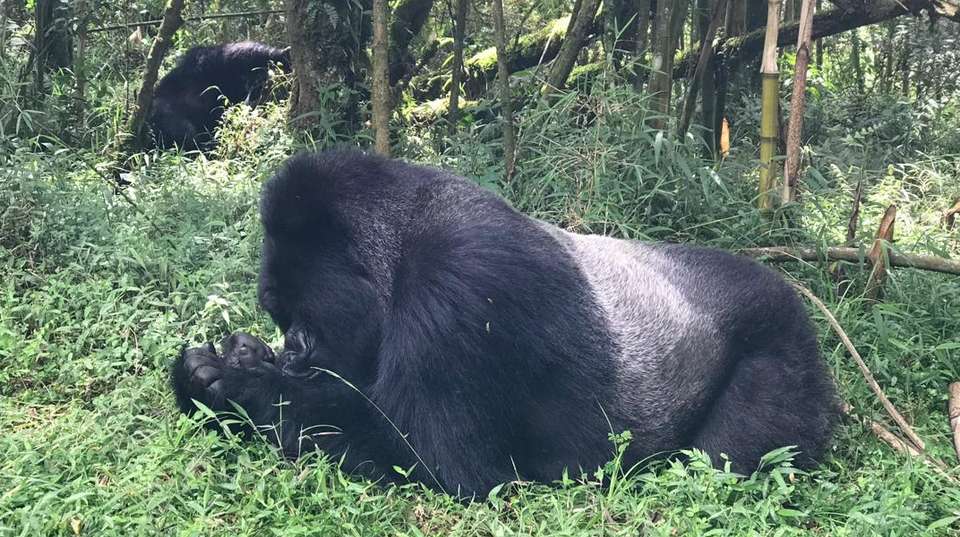 Three Day Rwanda Gorilla Trekking Safari - Rwanda Eco Company And Safaris - Rwanda - Image 2