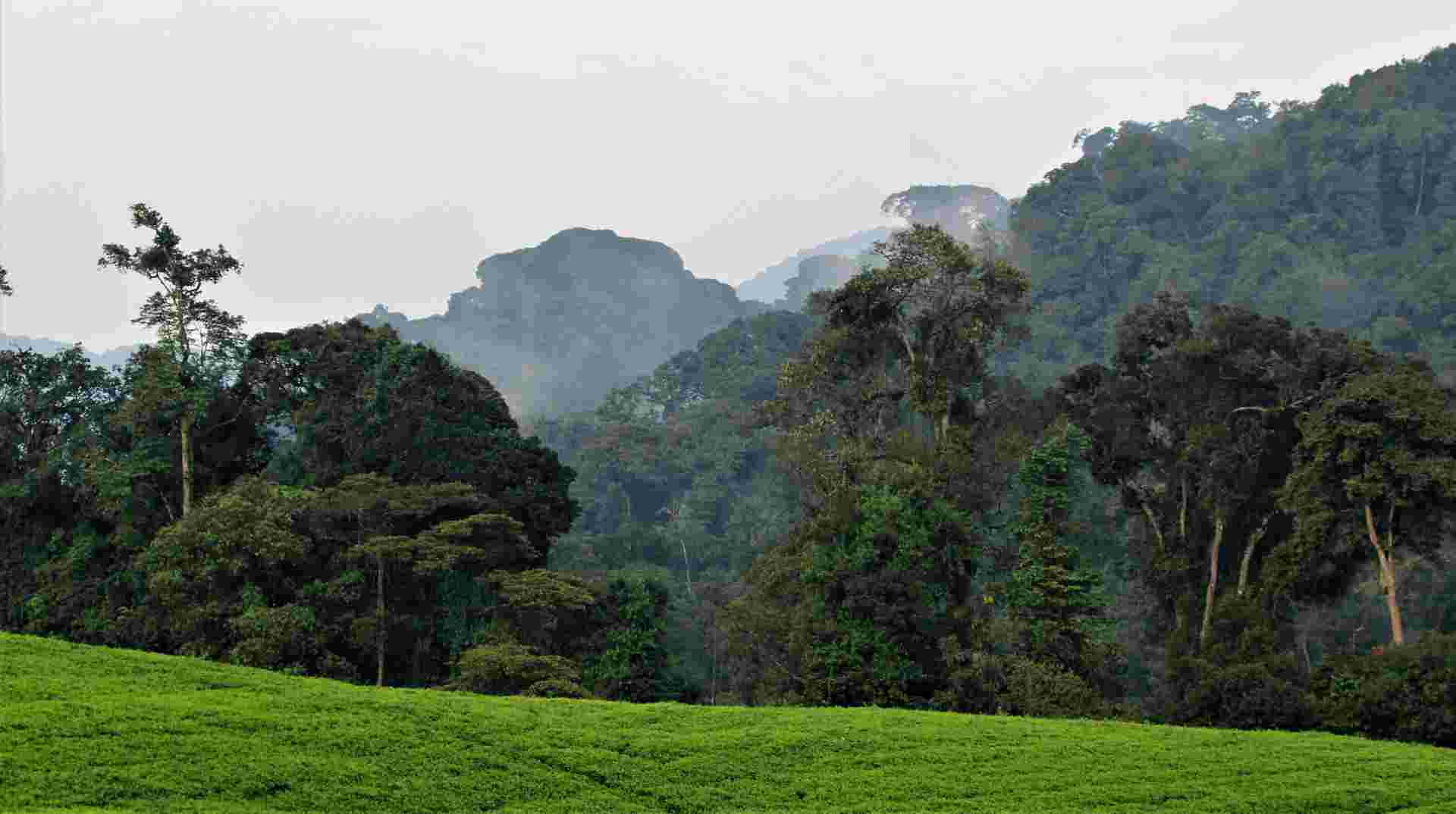 Three Day Rwanda Gorilla Trekking Safari