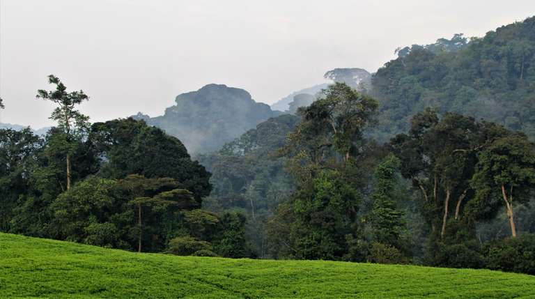 Kigali Wildlife Tour: Three Day Rwanda Gorilla Trekking Safari