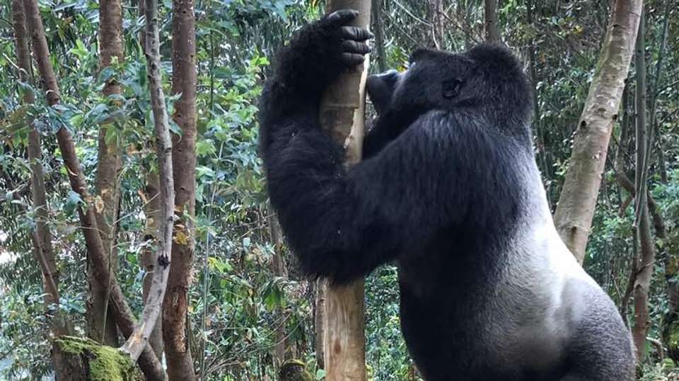 Three Day Rwanda Gorilla Trekking Safari - Rwanda Eco Company And Safaris - Rwanda - Image 3