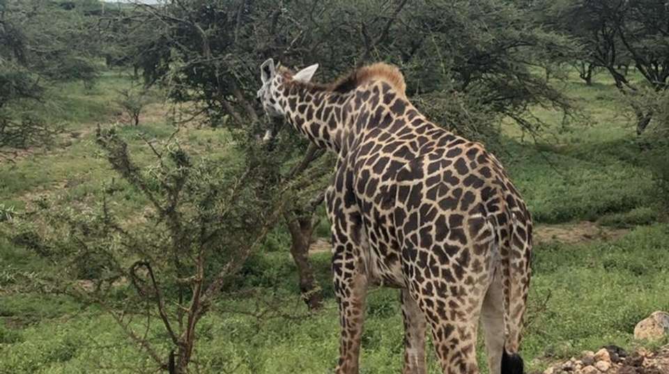 Three-Day Safari: Serengeti & Ngorongoro - Kilisa Tours & Safaris - Tanzania - Image 3