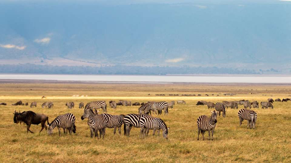 Three-Day Safari: Serengeti & Ngorongoro - Kilisa Tours & Safaris - Tanzania - Image 4