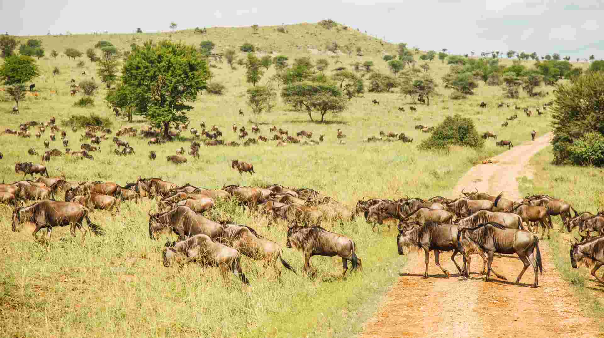 Three-Day Safari: Serengeti & Ngorongoro