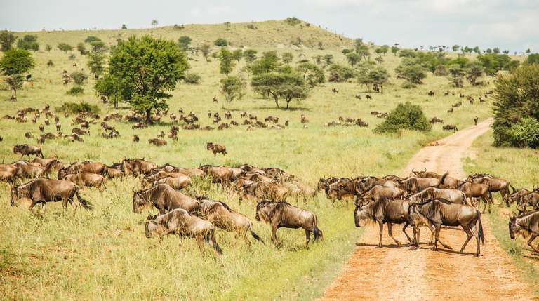 Three-Day Safari: Serengeti & Ngorongoro - 3 days