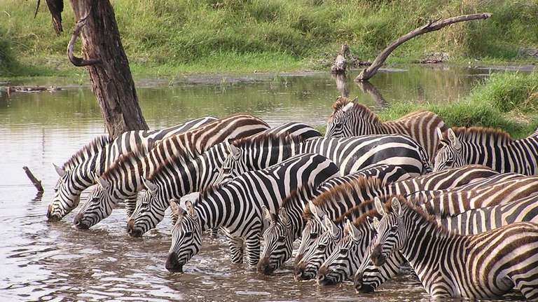 Three Days in Serengeti: Group Safari trip - alternative tour available