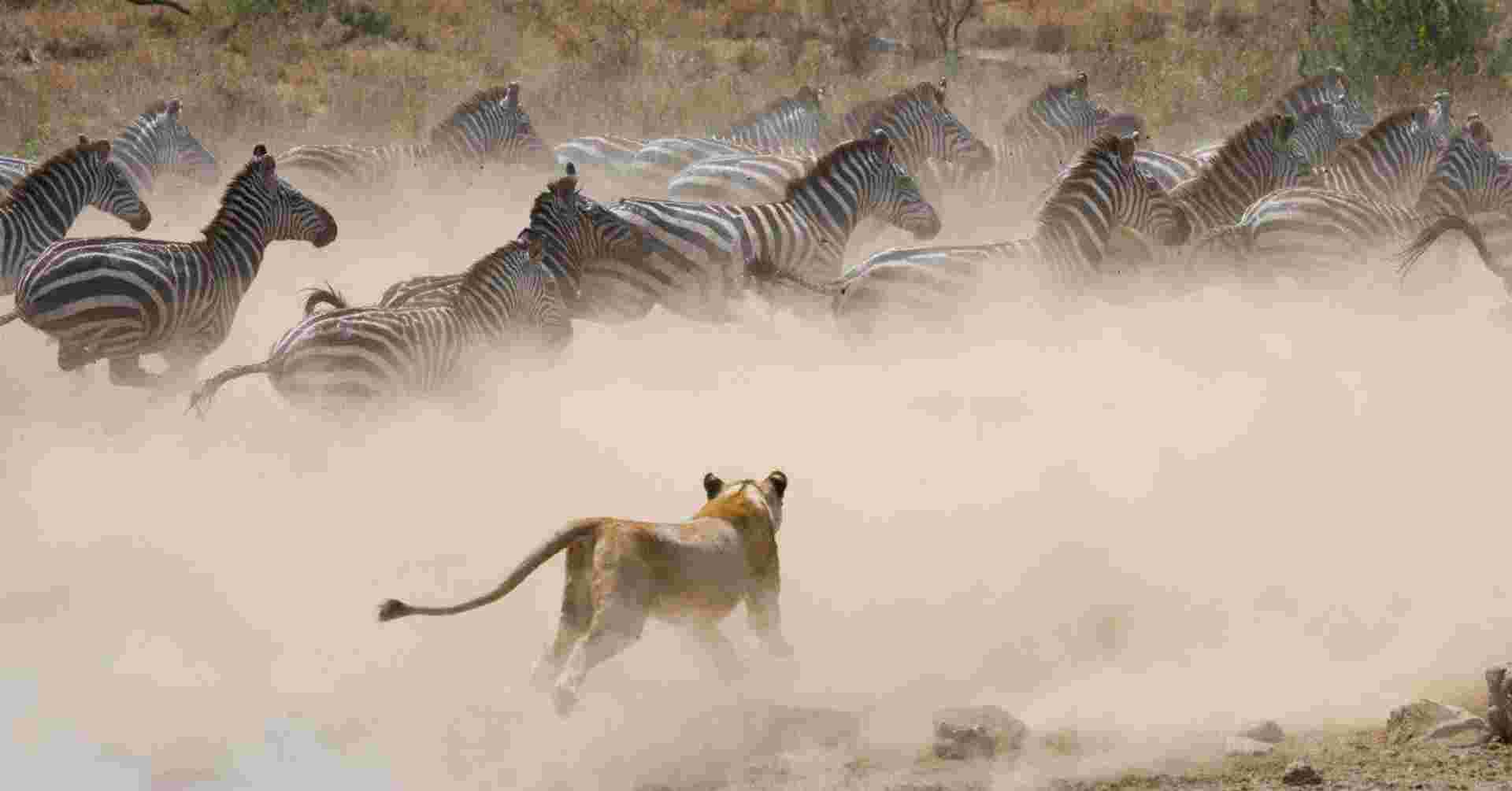 Through The Rift Valley, Serena Lodges