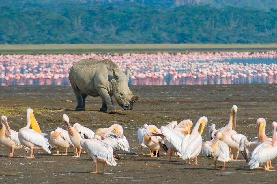 Through The Rift Valley, Serena Lodges - Destination Services - Kenya - Image 8