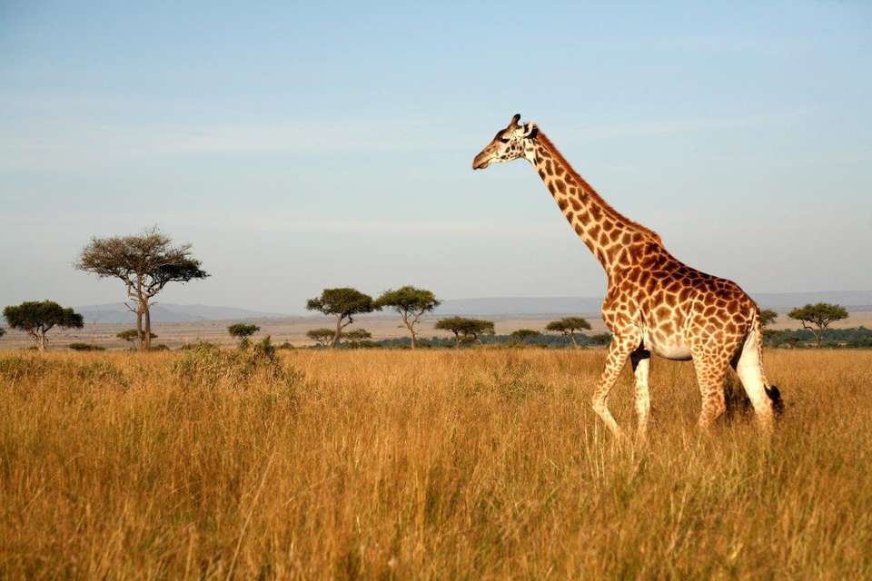Through The Rift Valley, Sopa Lodges - undefined - Image 5