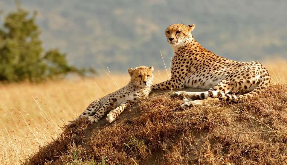 Through The Rift Valley, Sopa Lodges - undefined - Image 7