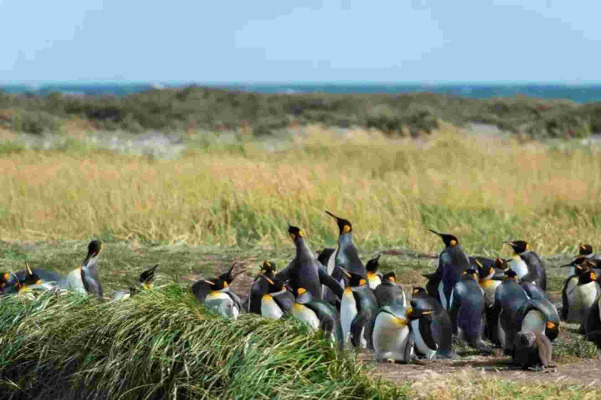 Tierra del Fuego & the King Penguins Experience