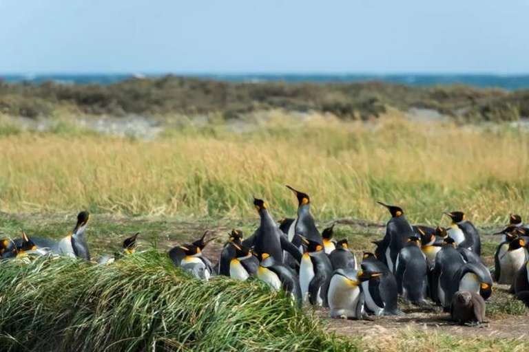Tierra del Fuego & the King Penguins Experience trip - alternative tour available