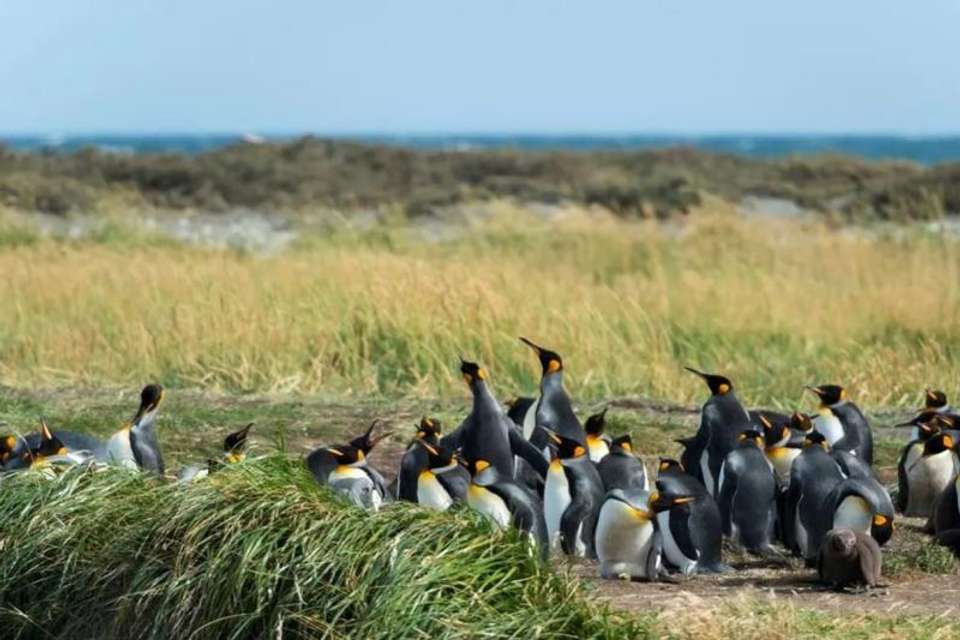 Tierra del Fuego & the King Penguins Experience - Tangol Tours - Chile - Image 1
