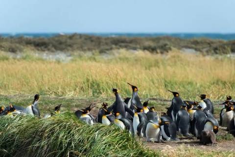 Chile Explorer Tour: Tierra Del Fuego & The King Penguins Experience