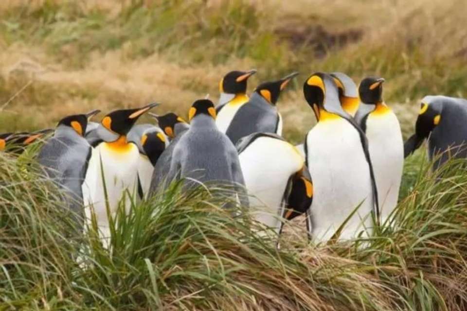 Tierra del Fuego & the King Penguins Experience - Tangol Tours - Chile - Image 4