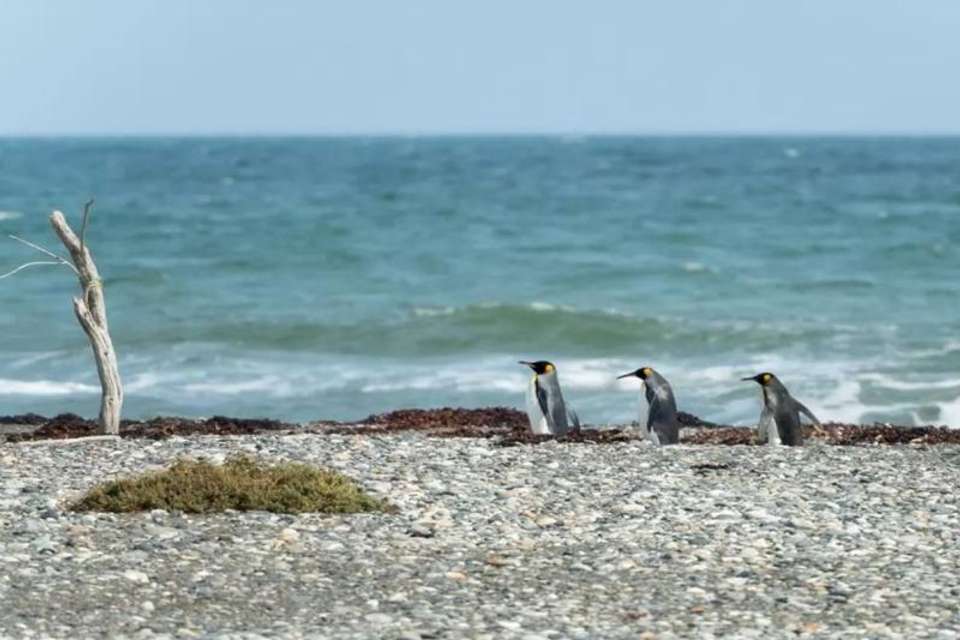Tierra del Fuego & the King Penguins Experience - Tangol Tours - Chile - Image 6
