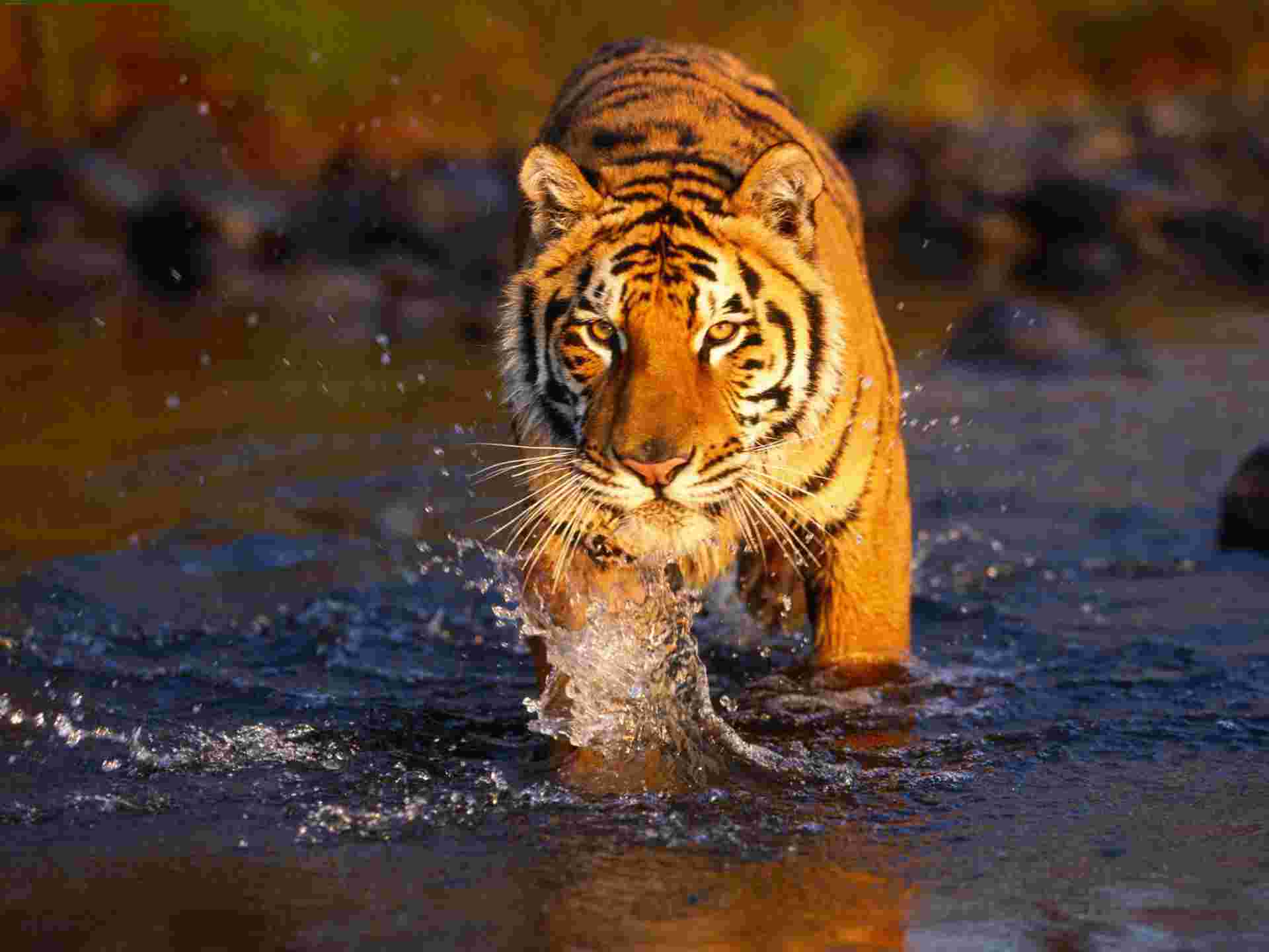 Tiger Trail - 9 days