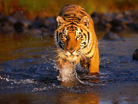 Tiger Trail - 9 Days - 9 Days