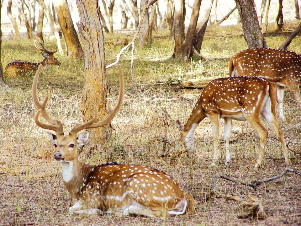 Tiger Trail - 9 days - On The Go Tours - India - Image 2
